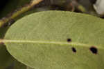 Mountain fetterbush